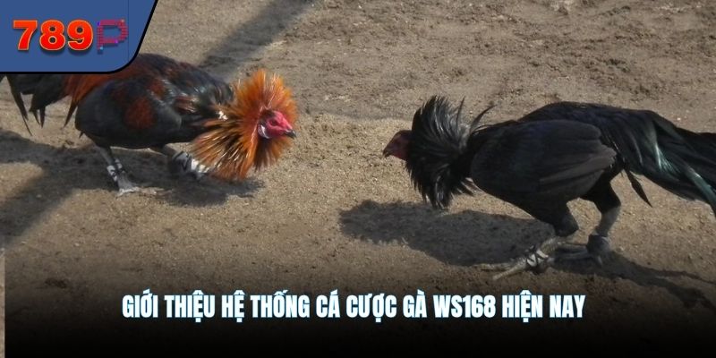 Giới thiệu hệ thống cá cược gà Ws168 hiện nay