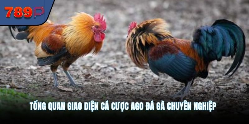 Tổng quan giao diện cá cược AGO đá gà chuyên nghiệp