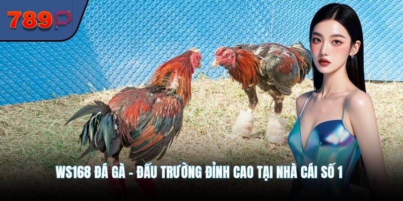 Ws168 Đá Gà - Đấu Trường Đỉnh Cao Tại Nhà Cái Số 1